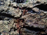 Metatrichia vesparium image