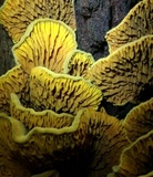 Pseudomerulius curtisii image