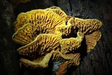 Pseudomerulius curtisii image