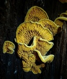 Pseudomerulius curtisii image