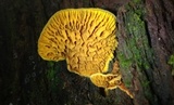 Pseudomerulius curtisii image