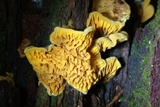 Pseudomerulius curtisii image