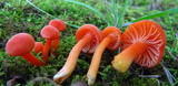 Hygrocybe miniata image