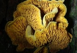 Pseudomerulius curtisii image