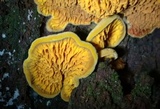Pseudomerulius curtisii image