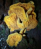 Pseudomerulius curtisii image