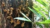 Pseudomerulius curtisii image