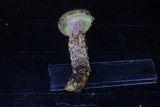 Aureoboletus russellii image