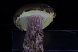 Aureoboletus russellii image