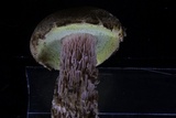 Aureoboletus russellii image