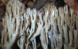 Ramaria fennica image