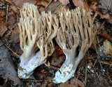 Ramaria fennica image