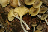 Chrysomphalina strombodes image