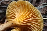 Cantharellus appalachiensis image