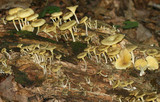 Chrysomphalina strombodes image
