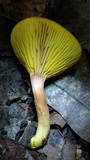 Phylloporus rhodoxanthus image