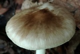 Amanita brunnescens image