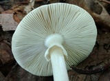 Amanita brunnescens image