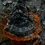 Phellinus badius image