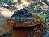 Phellinus badius image