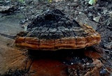 Phellinus badius image