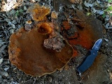 Phellinus badius image