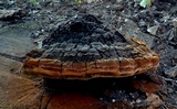 Phellinus badius image