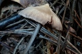 Entoloma conicum image