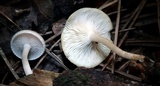 Clitocybe americana image