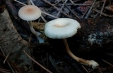 Clitocybe americana image