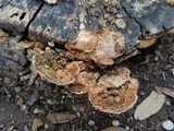 Neoantrodia serialiformis image