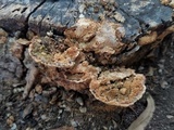 Neoantrodia serialiformis image