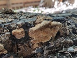 Neoantrodia serialiformis image
