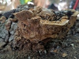 Neoantrodia serialiformis image