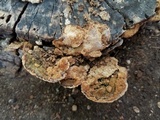 Neoantrodia serialiformis image