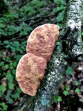 Hapalopilus rutilans image