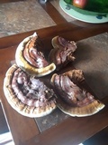 Ganoderma tuberculosum image