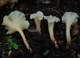Gloeocantharellus novae-zelandiae image
