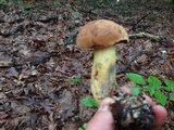 Boletus vermiculosoides image