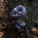 Tylopilus plumbeoviolaceus image