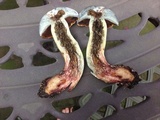 Boletus vermiculosoides image