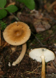 Amanita amerifulva image