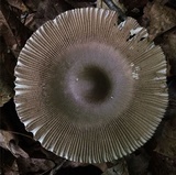 Amanita sect. Vaginatae image