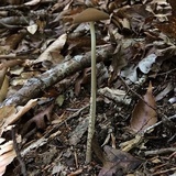 Oudemansiella furfuracea image