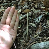 Oudemansiella furfuracea image