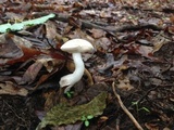 Boletus pallidus image