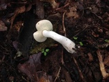 Boletus pallidus image