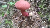 Baorangia bicolor image