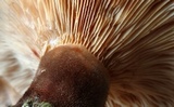 Tapinella atrotomentosa image