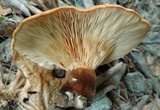 Tapinella atrotomentosa image